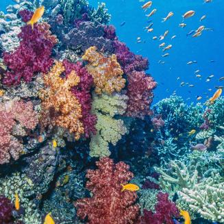 Colorful ocean reef with yellow fish