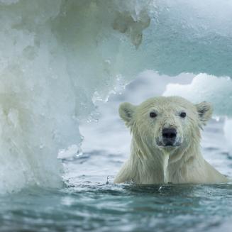 Polar Bear (Ursus maritimus) swimming through melting sea ice near Harbour Islands