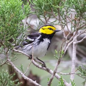 Golden-cheeked warbler perched in a bush