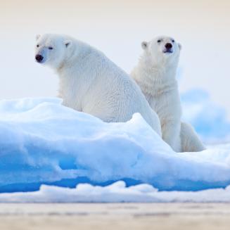 Two polar bears surrounded by blue and white ice looking at the viewer