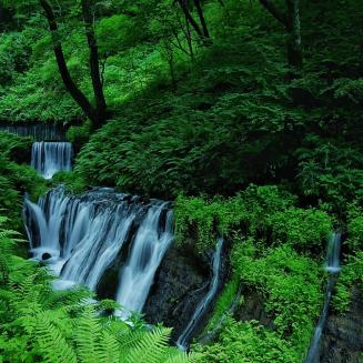 Beautiful waterfall in a lush, green forest.