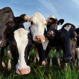 Cows on a pasture beneath a blue sky.