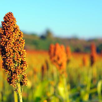 Sorghum close up in the sun