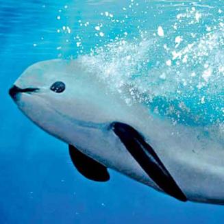 Close view of a porpoise underwater