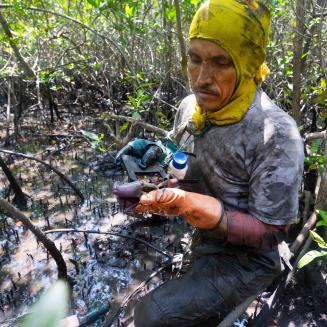 José Ordinola measures a red crab in a muddy mangrove swamp in Ecuador