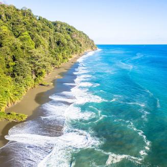 A tropical forest on the coast.