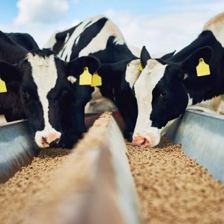Cows eating close up