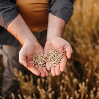 Farmer holding grains in open hands.