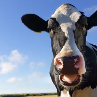 Friesian cow with mouth open looking at camera