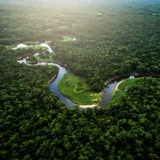 Mata Atlantica - Atlantic Forest in Brazil