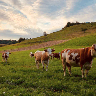 Cows on the field