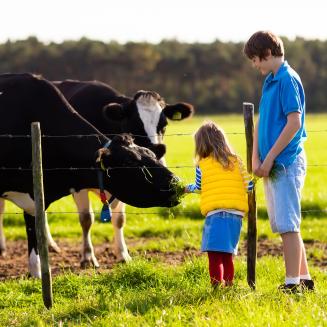 Kids feeding cows