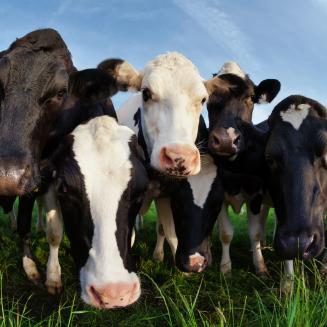 Cows on a pasture beneath a blue sky.