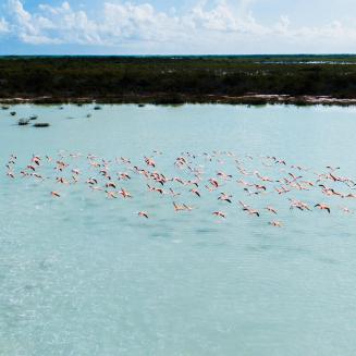 Flamingos