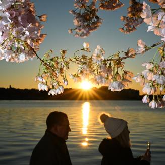 People are framed by blooming cherry blossoms at sunrise along the Tidal Basin on Thursday March 21, 2024 in Washington, DC