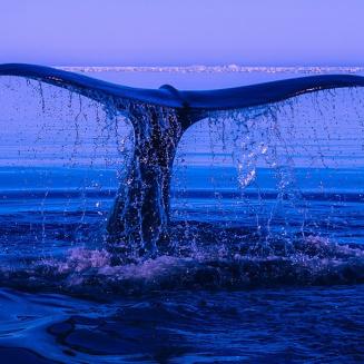 Whale tail posed majestically against dark waters.