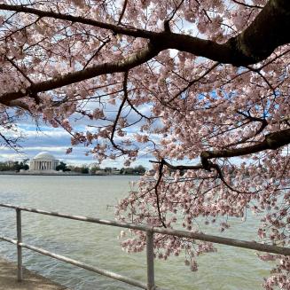 Cherry blossoms blooming with pink petals alongside a river.
