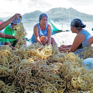 Seaweed farmers in the Philippines’ Cabalian Bay