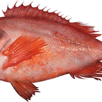 Acadian redfish illustration
