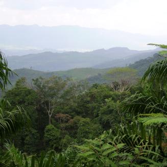 Tropical rainforest in Chiapas, Mexico