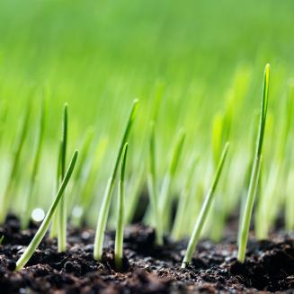 Close view of small green shoots emerging from rich brown soil