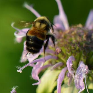 A rusty patched bumble bee resting on a flower.