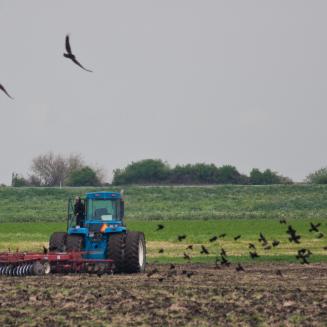 Blue tractor in a farm field with birds