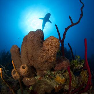 Shark swimming in the ocean.