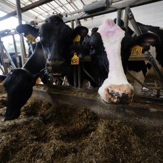 three black and white dairy cows eating