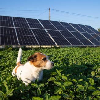 A dog walks through vegetation in front of solar panels.