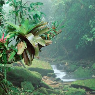 Lush forest.