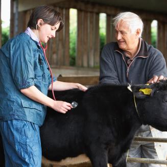 Man and woman monitoring condition of a black cow