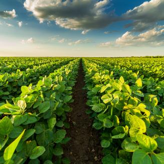 soybean row crops farming