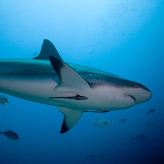 Shark swimming in the ocean