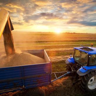 Harvest during sunset