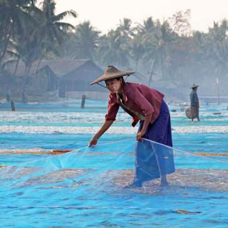 Myanmar woman fishing with a net