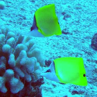 Fish underwater in an ornamental fishery