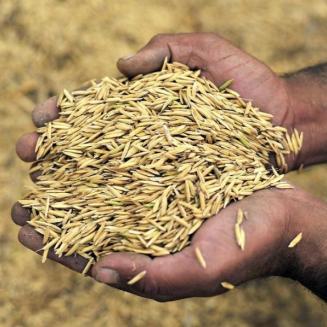Hands carrying rice grains