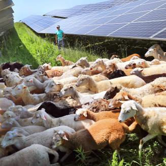 Herd of goats under solar panels