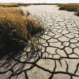 Dried up ground and grass due to drought