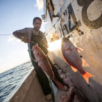 Fisher catching Gulf red snapper.