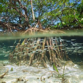 View of Mangroves underwater in The Bahamas
