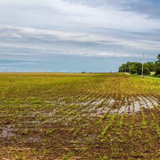 Standing water in a field.