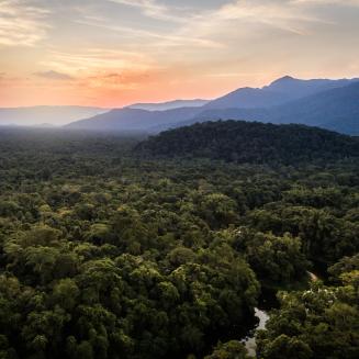 Overhead view of forest in Brazil.