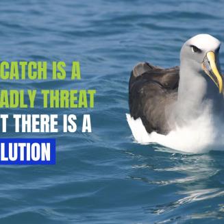 A seabird on water, next to the words, "Bycatch is a deadly threat but there is a solution"