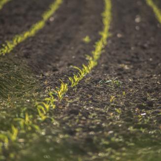 Rows of tiny green plants emerge from soil.