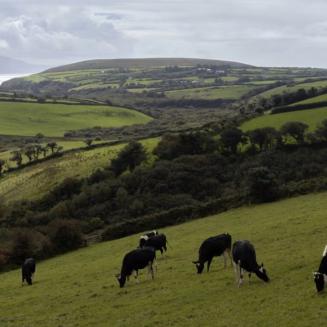 Cows grazing on a hillside.