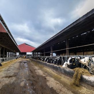 Rows of Holstein cows feed at a farm.