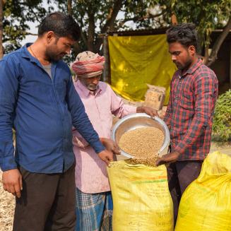 Three people stand outdoors near trees and simple structures, transferring pale grain from a metal bowl into large yellow woven sacks.