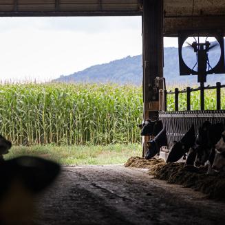 View from inside a dim barn where cows stand at feeding stalls on both sides of a central aisle. Sunlight streams through the open doorway, revealing a tall green cornfield and distant tree-covered hills outside.